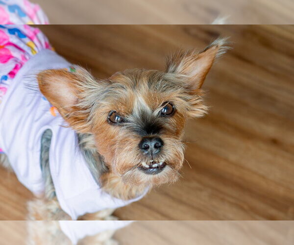 Medium Photo #10 Mutt Puppy For Sale in Mundelein, IL, USA