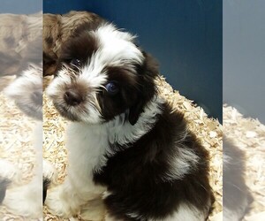 Schnocker Puppy for sale in PENSACOLA, FL, USA