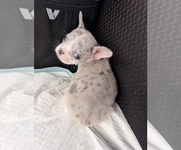 Medium Photo #6 French Bulldog Puppy For Sale in RADCLIFF, KY, USA