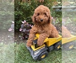 Small #1 Goldendoodle (Miniature)