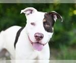 Small American Staffordshire Terrier Mix