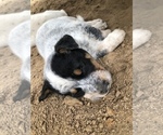 Small Photo #2 Australian Cattle Dog Puppy For Sale in CARROLLTON, MS, USA
