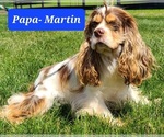 Small Photo #1 Cocker Spaniel Puppy For Sale in MIDDLEBURY, IN, USA