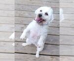 Small Photo #1 Havapoo Puppy For Sale in LINDEN, TN, USA