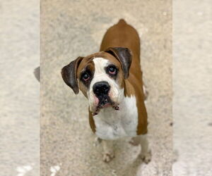 Boxer Dogs for adoption in Austin, TX, USA