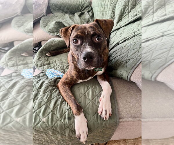 Medium Photo #2 Boxer-Unknown Mix Puppy For Sale in Springdale, PA, USA