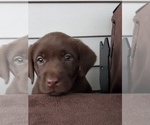 Small Photo #10 Labrador Retriever Puppy For Sale in CHICAGO, IL, USA