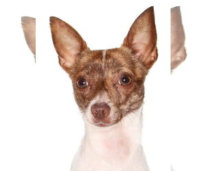 Chihuahua Dogs for adoption in Oakland Park, FL, USA