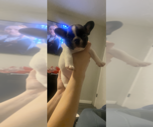 French Bulldog Puppy for sale in JURUPA VALLEY, CA, USA