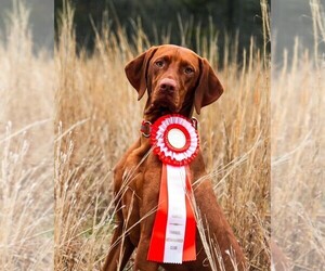 Vizsla Puppy for Sale in SHERRILLS FORD, North Carolina USA