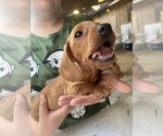 Small Photo #24 Dachshund Puppy For Sale in PERRIS, CA, USA
