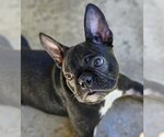 Small Photo #6 French Bulldog Puppy For Sale in Lake elsinore, CA, USA