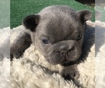 Small Photo #38 French Bulldog Puppy For Sale in PLACERVILLE, CA, USA