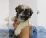 Small #4 Zuchon