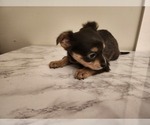 Small #17 Chihuahua
