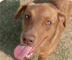 Small American Pit Bull Terrier-Labrador Retriever Mix