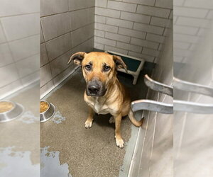 Labrador Retriever Dogs for adoption in Stockton, CA, USA