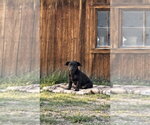 Small Photo #3 Chihuahua-Staffordshire Bull Terrier Mix Puppy For Sale in MIDWAY, UT, USA