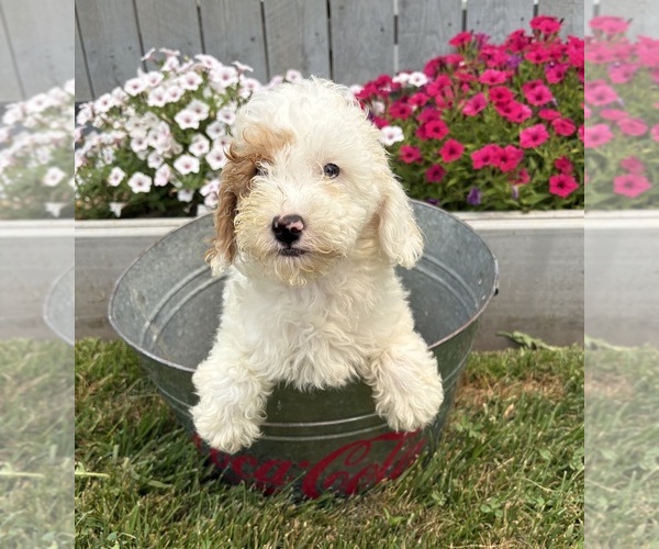 Medium Photo #3 Goldendoodle mix (+ Poodle Miniature) Puppy For Sale in MIDDLEBURY, IN, USA
