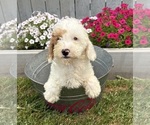 Small #2 Goldendoodle mix (+ Poodle Miniature)