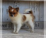 Small Photo #1 Pomeranian Puppy For Sale in FREDERICKSBURG, OH, USA