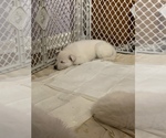 Small Photo #3 German Shepherd Dog Puppy For Sale in RUCKERSVILLE, VA, USA