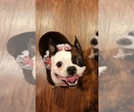 Small Photo #1 Boston Terrier Puppy For Sale in BRIDGEWATER, NJ, USA