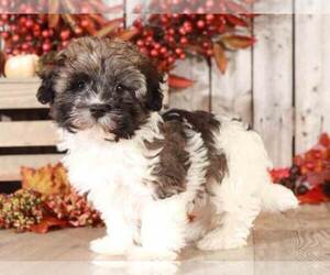 Havanese Puppy for sale in MOUNT VERNON, OH, USA