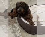 Small #6 Poodle (Miniature)
