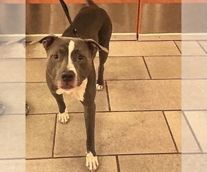 American Pit Bull Terrier-Unknown Mix Dogs for adoption in Virginia Beach, VA, USA