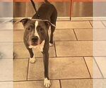 Small American Pit Bull Terrier Mix