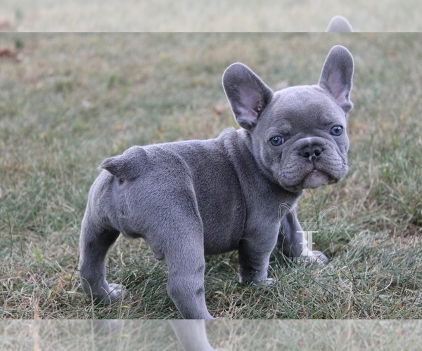 Medium Photo #3 French Bulldog Puppy For Sale in GRANGER, IN, USA