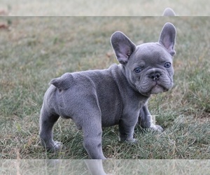 Medium French Bulldog