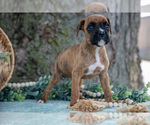Small #3 Boxer