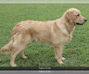Father of the Golden Retriever puppies born on 02/26/2024