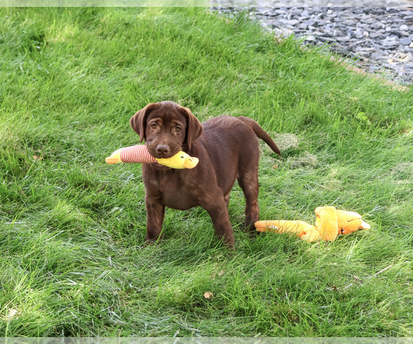 Medium Photo #1 Labrador Retriever Puppy For Sale in SYRACUSE, IN, USA
