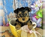 Small #13 Yorkshire Terrier