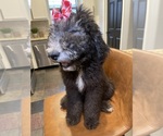 Puppy Puppy 1 Aussiedoodle