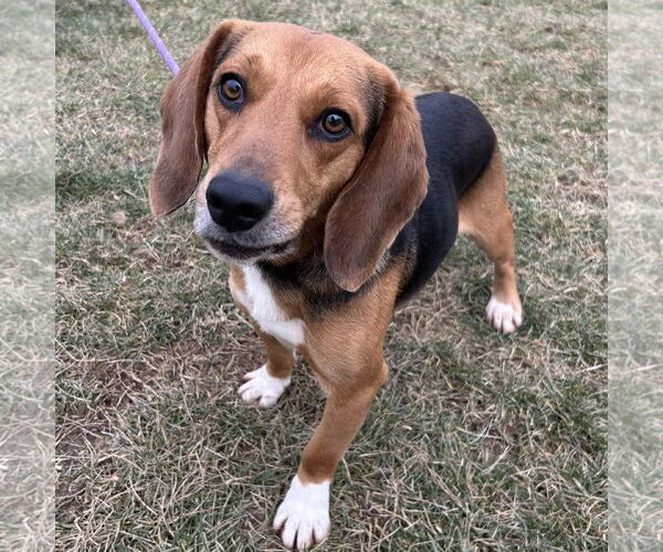 Medium Photo #1 Beagle Puppy For Sale in Batavia, OH, USA