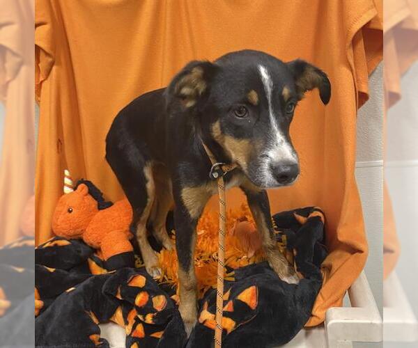 Medium Photo #1 German Shepherd Dog-Unknown Mix Puppy For Sale in Modesto, CA, USA