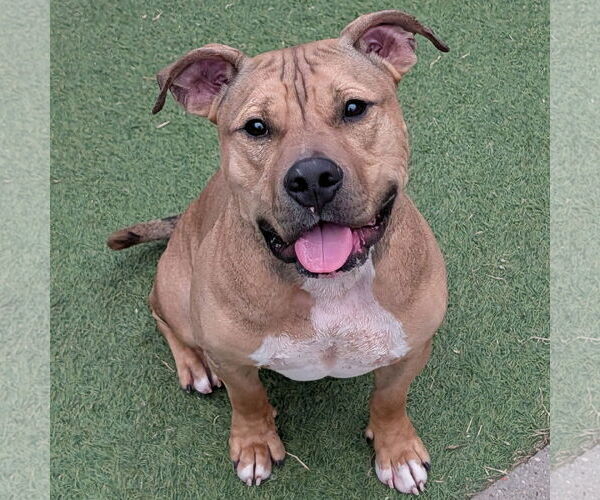 Medium Photo #7 Bulldog-Unknown Mix Puppy For Sale in The Woodlands, TX, USA