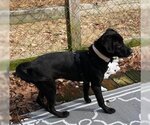 Small Photo #9 Labrador Retriever-Spaniel Mix Puppy For Sale in Coventry, CT, USA