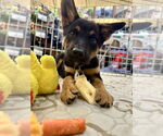 Small #1 German Shepherd Dog Mix