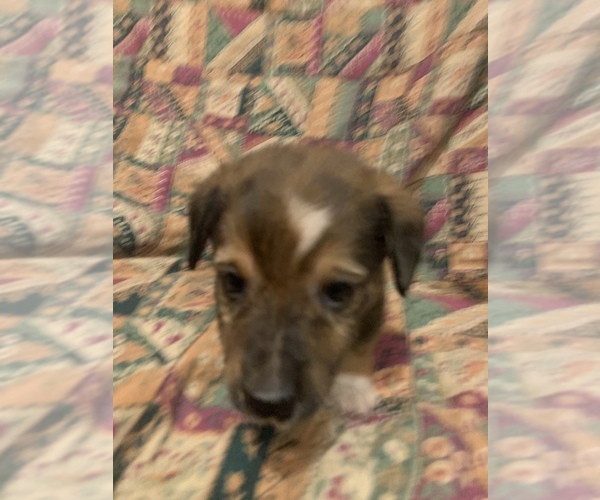 Medium Photo #6 Dorgi Puppy For Sale in HURST, IL, USA