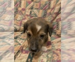 Small Photo #6 Dorgi Puppy For Sale in HURST, IL, USA