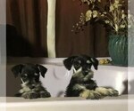 Small Photo #5 Schnauzer (Miniature) Puppy For Sale in AGUANGA, CA, USA