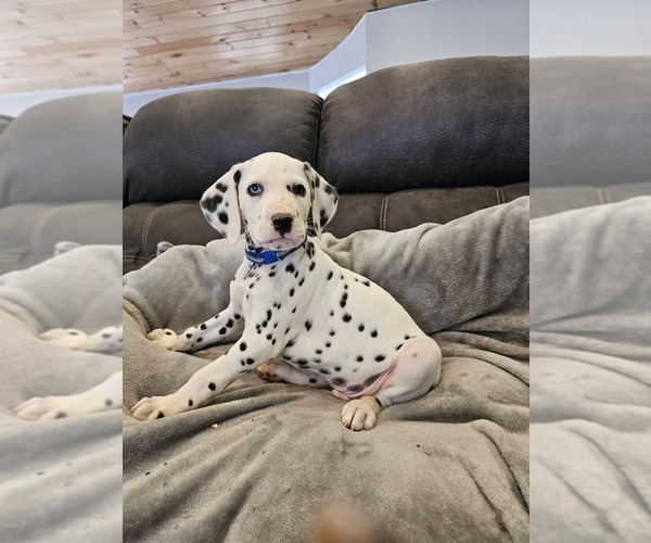 Medium Photo #4 Dalmatian Puppy For Sale in LEIPSIC, OH, USA