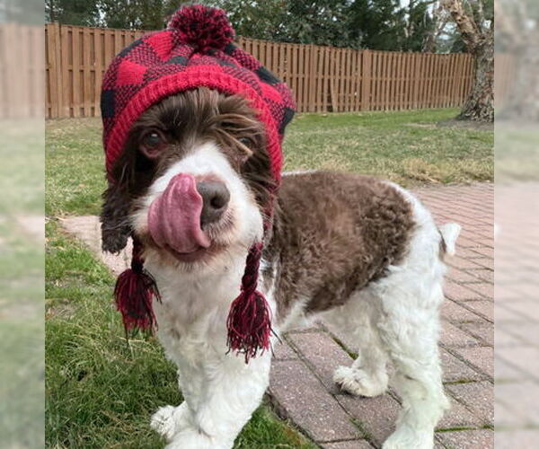 Medium Photo #4 Cocker Spaniel Puppy For Sale in Arlington, VA, USA