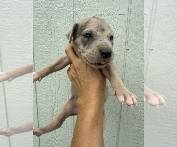 Medium Photo #1 Great Dane Puppy For Sale in HALLETTSVILLE, TX, USA