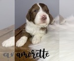 Small Photo #18 Bordoodle Puppy For Sale in CRESTON, OH, USA